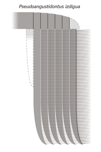 20230828 Radiodonta frontal appendage Pseudoangustidontus izdigua.png