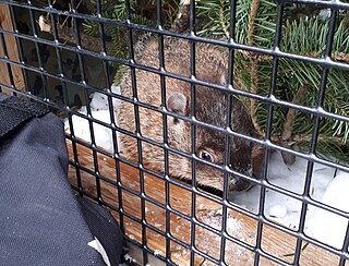 <span class="mw-page-title-main">Shubenacadie Sam</span> Groundhog in Nova Scotia, Canada