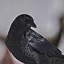 Thumbnail for File:20240204 american crow 646 PD204773.jpg