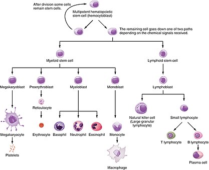 Immune cell lineage 2204 The Hematopoietic System of the Bone Marrow new.jpg