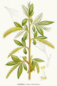 220px-381_Salix_fragilis.jpg