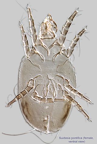 <i>Suidasia</i> Genus of mites