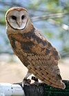 4592 barn owl munsel odfw (4438951080).jpg