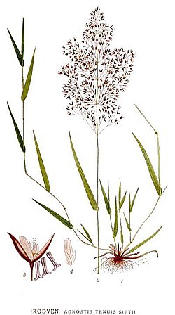 Nurmirölli (Agrostis capillaris)