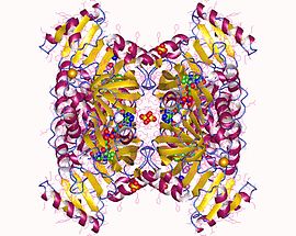 Modèle tridimensionnel de l'enzyme