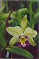 A and B Larsen orchids - Brassolaeliocattleya Greenwich 885-17.jpg