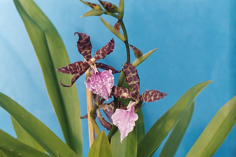 File:A and B Larsen orchids - Odontocidium Fiona 1091-24.JPG