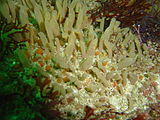 A beige sponge which forms multiple finger-like projections at Coral Gardens Rooi-els DSC00273.JPG