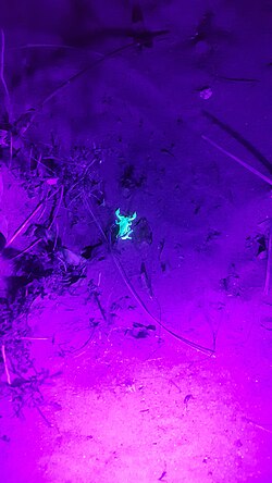 A scorpion in desert at night in Margab