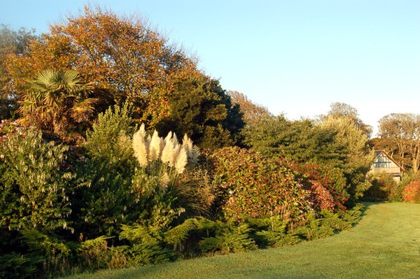 "Graduated" planting in a shrub border in Cornwall.