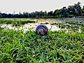 A snails tale in monsoon of rural Bangla