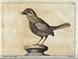 A sparrow. Engraving by P. Tempest, ca. 1690, after F. Barlo Wellcome V0022146.jpg