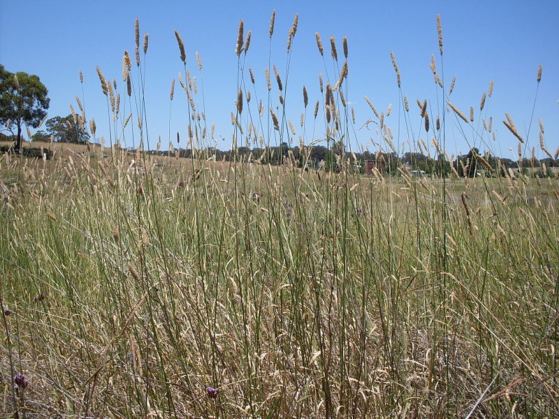 File:A weed of roadsides (3211419148).jpg