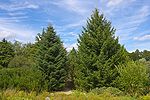 Vignette pour Sapin de Céphalonie