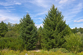 Abies cefalónica