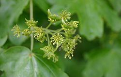 Acer-campestre-flowers.JPG