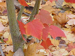 <i>Acer capillipes</i> Species of maple