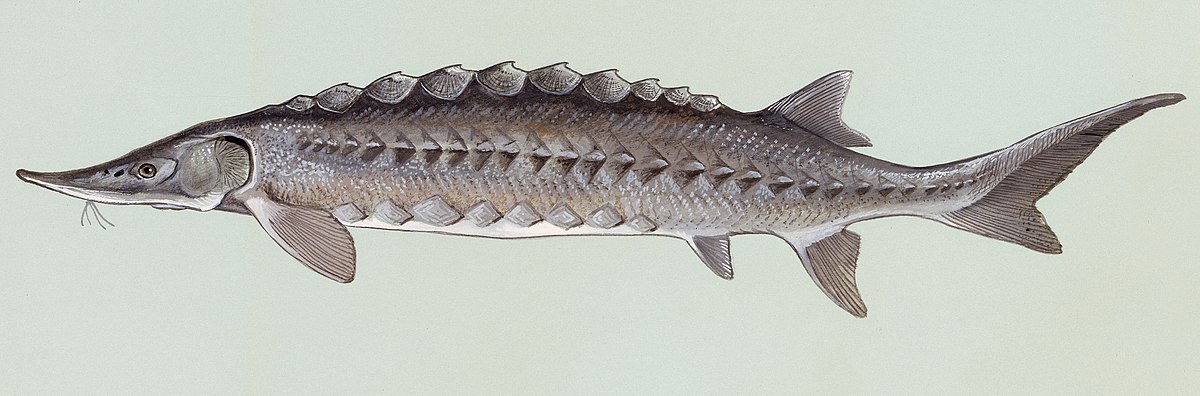 Lake Sturgeon Size Chart