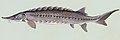 Atlantic sturgeon (Acipenser oxyrinchus)