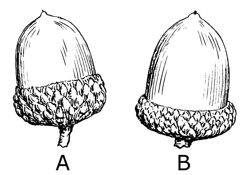 File:Acorn (PSF).png