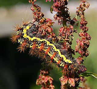 <i>Acronicta oblinita</i> species of insect