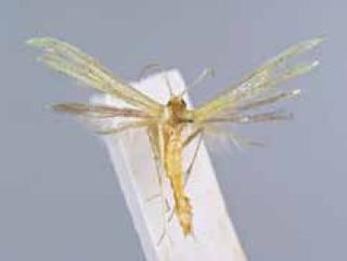 <i>Adaina primulacea</i> Species of plume moth