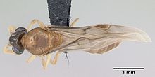 Adetomyrma venatrix casent0490924 дорсальный 1.jpg 