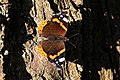 butterfly Admiral (Vanessa atalanta) resting on the bark of an oak tree