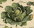 Adolphe Millot legume et plante potageres-pour tous chou coeur de boeuf.jpg