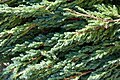 * Nomination: Twigs as material for advent wreaths for sale at the market at Hildegardplatz in Kempten, Allgäu --Kritzolina 18:01, 7 December 2022 (UTC) * * Review needed