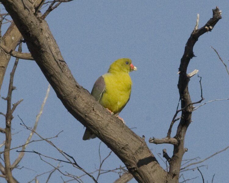 File:African Green Pigeon (Treron calvus), Moremi Reserve, Botswana (2).jpg