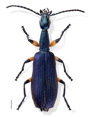 <i>Agra</i> (beetle) Genus of beetles