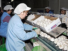 Garlic-processing workers in Minaya