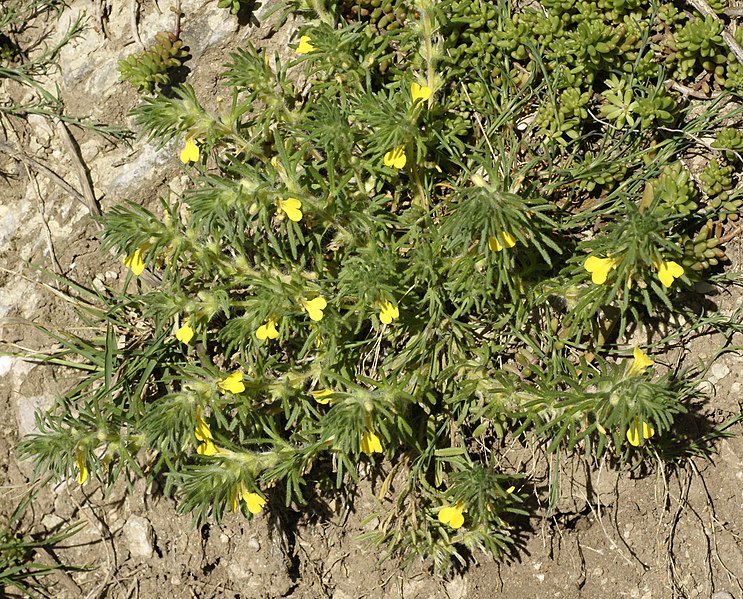 File:Ajuga chamaepitys 2 RF.jpg