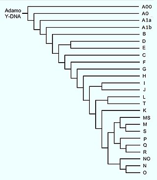 Description de l'image Albero Y-DNA.jpg.