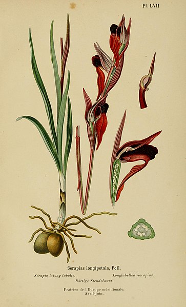 File:Album des orchidées de l'Europe centrale et septentrionale (1899) (17763201759).jpg