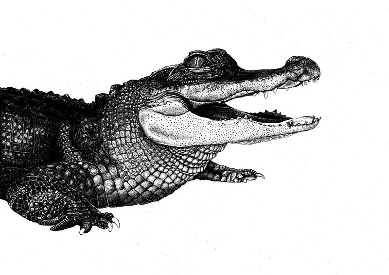 File:Alligator mississippiensis - Fabiana Pacheco Jorge Rafael.jpg