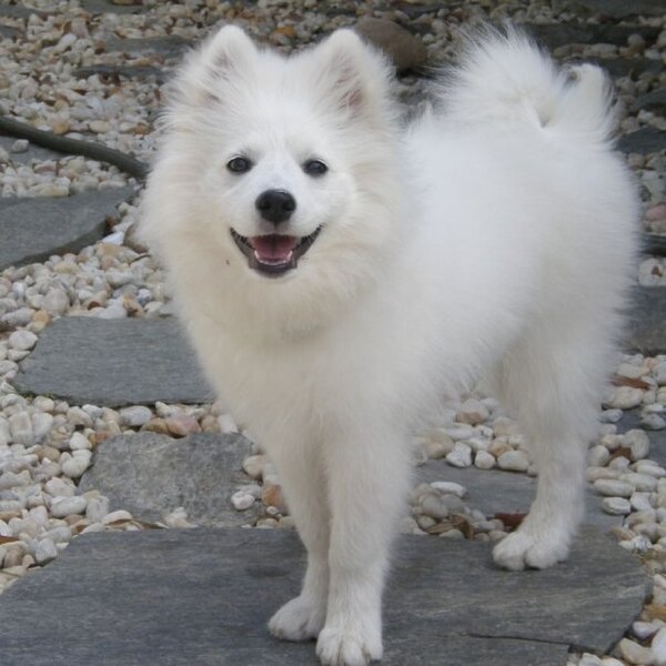 File:American Eskimo Dog 2.jpg