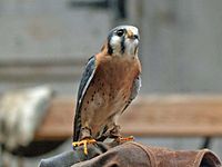 Kestrel, American Falco sparverius