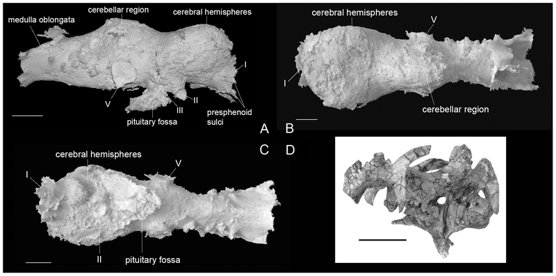 File:Amurosaurus endocast.png