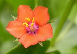 Anagallis arvensis Photo : Jean-Jacques MILAN