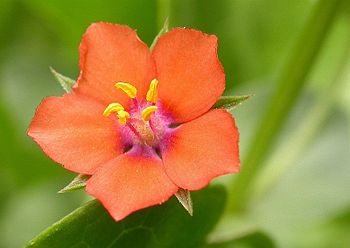 Anagallis arvensis 2.jpg