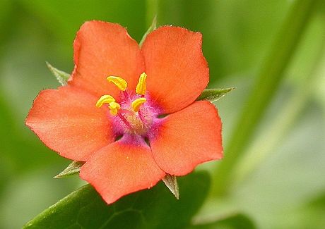 Lysimachia arvensis