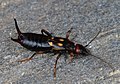 Der Zweipunkt-Ohrwurm (Anechura bipunctata) ist nur in den Alpen und wenigen Mittelgebirgen zu finden