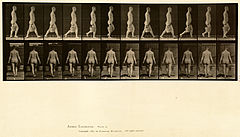 Animal locomotion. Plate 30 (Boston Public Library).jpg