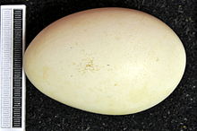 Egg, Collection Museum Wiesbaden Anser fabalis MWNH 0943.JPG