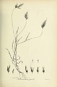 Anthoxanthum gracile, ilustracija
