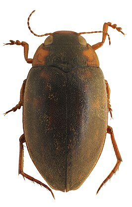 Antiporus femoralis