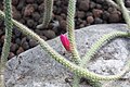 Aporocactus flagelliformis Käärmekaktus Ormkaktus IM5678 C.JPG