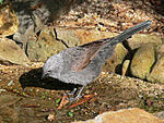 Apostlebird 442.jpg